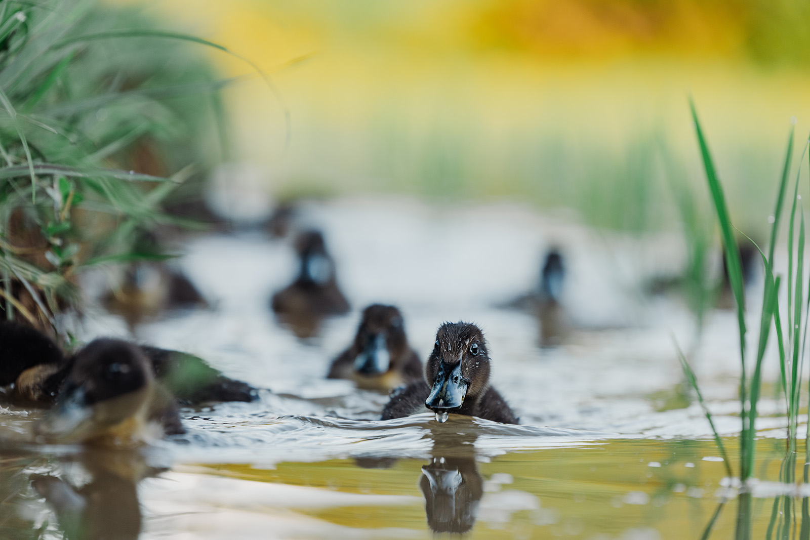 Aigamo ducklings swimming between young rice plants in a flooded paddy