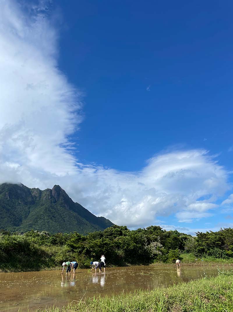 Planting rice in a flooded paddy beneath a Yakushima mountain and a large blue sky