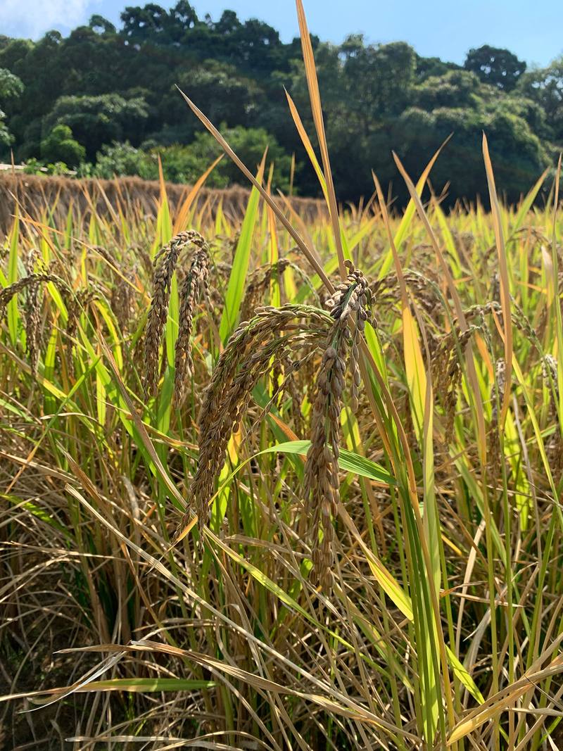 Ripe rice ready for harvest in a Kinoki paddy