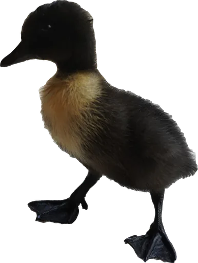Aigamo duckling